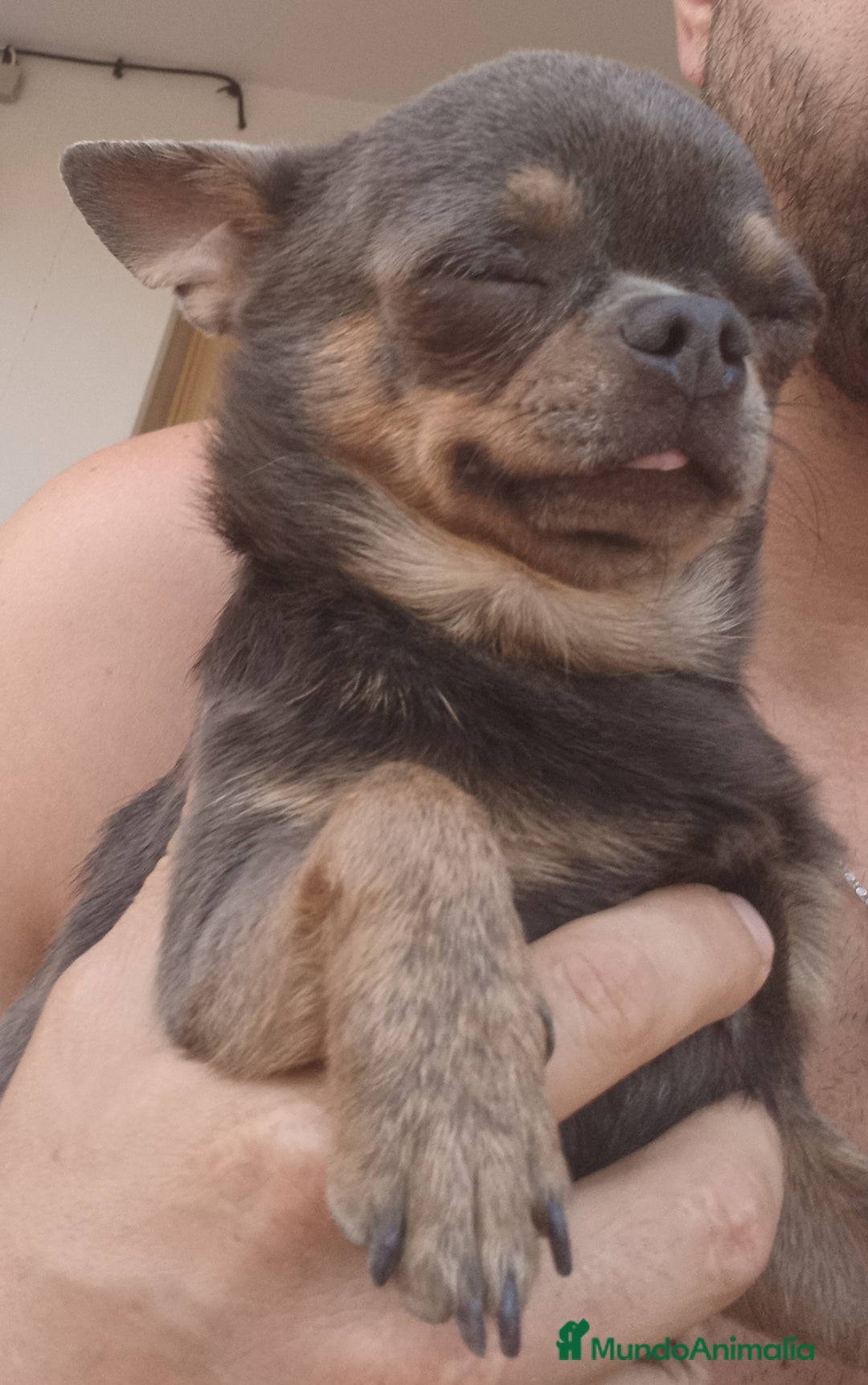Chihuahua perros en venta: Chihuahua - Imagen 11