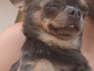 Chihuahua perros - Anuncio 40