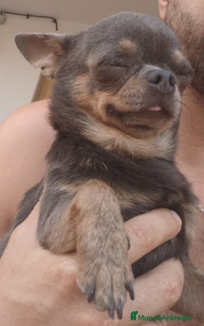 Chihuahua perros - Anuncio 20