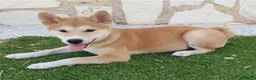 Shiba Inu perros en venta: Shiba Inu Cachorros - Anuncio 1