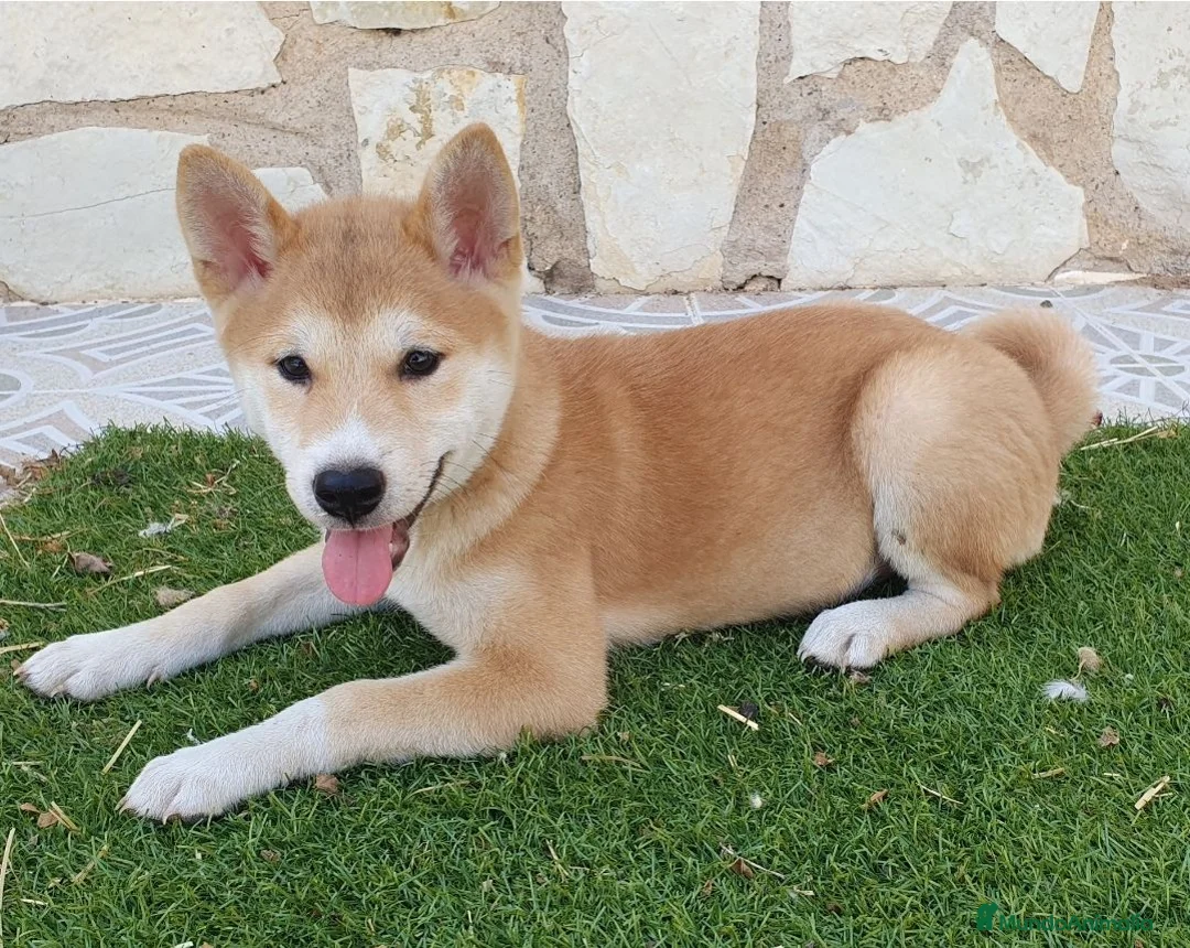 Shiba Inu perros en venta: Shiba Inu Cachorros - Anuncio 1