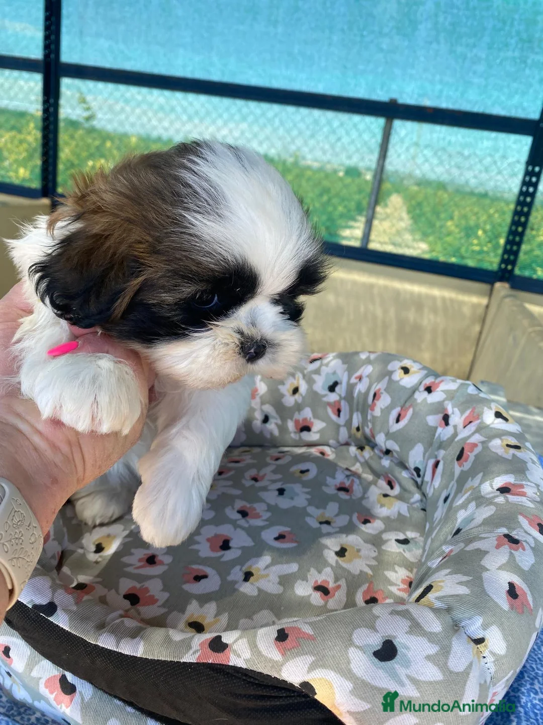 Shih Tzu perros en venta: CACHORRITOS DE SHIH TZU - Anuncio 2