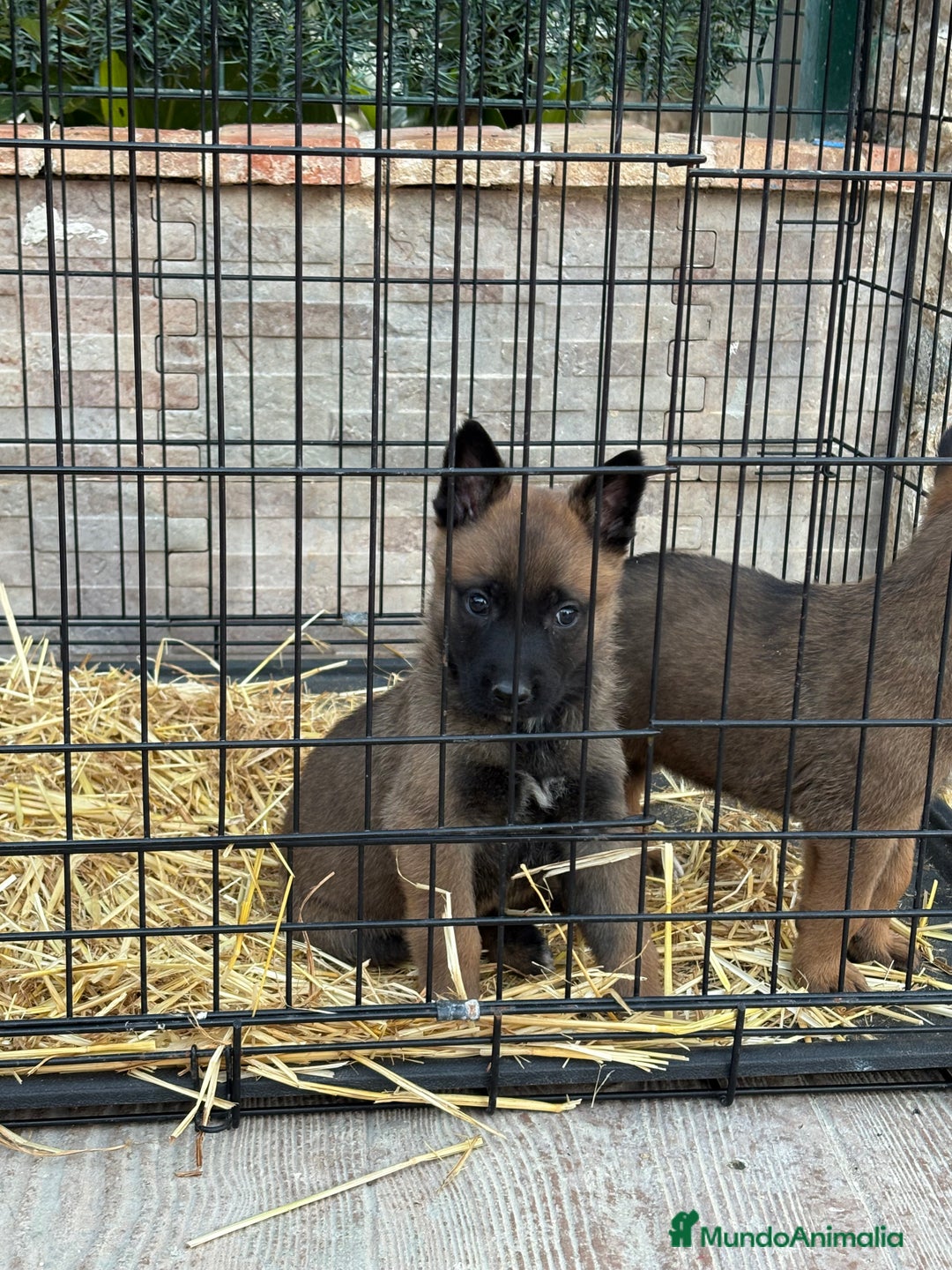 Pastor Belga Malinois perros en venta: Cachorros Malinois  - Anuncio 1