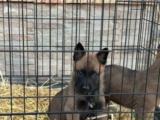 Pastor Belga Malinois perros Cachorros Malinois - Anuncio 1