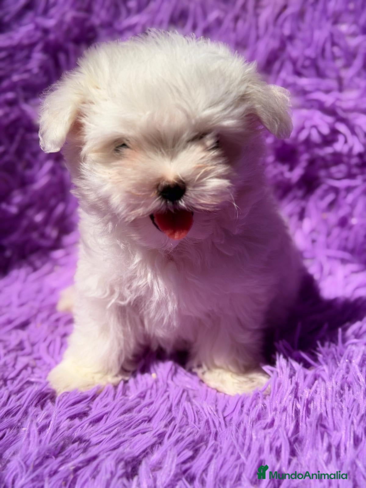Bichón Maltés perros Hembra bichon maltés línea coreana🩷 - Anuncio 3