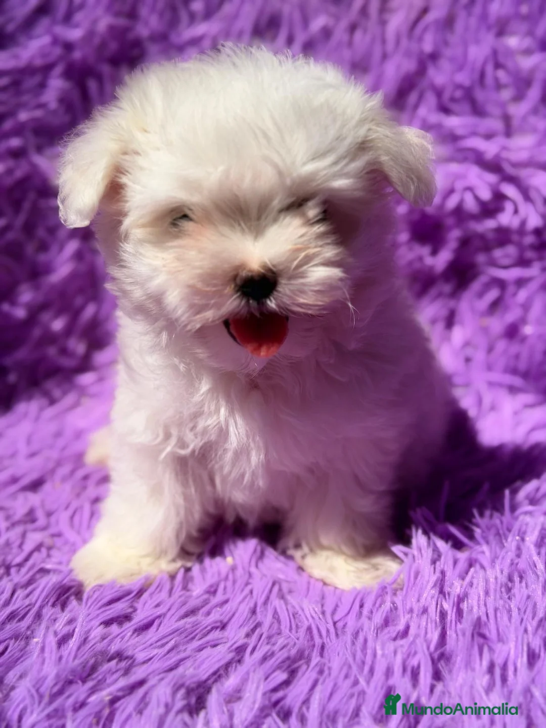 Bichón Maltés perros en venta: Hembra bichon maltés línea coreana🩷 - Anuncio 1
