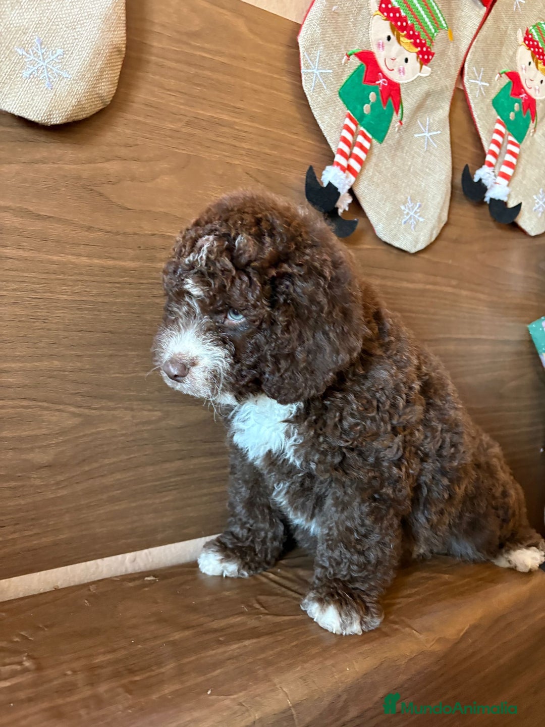 Perro de Agua Español perros en venta: Perro.de agua  - Anuncio 18