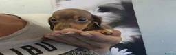 Teckel perros en venta: Teckel kanichen precio real - Anuncio 13
