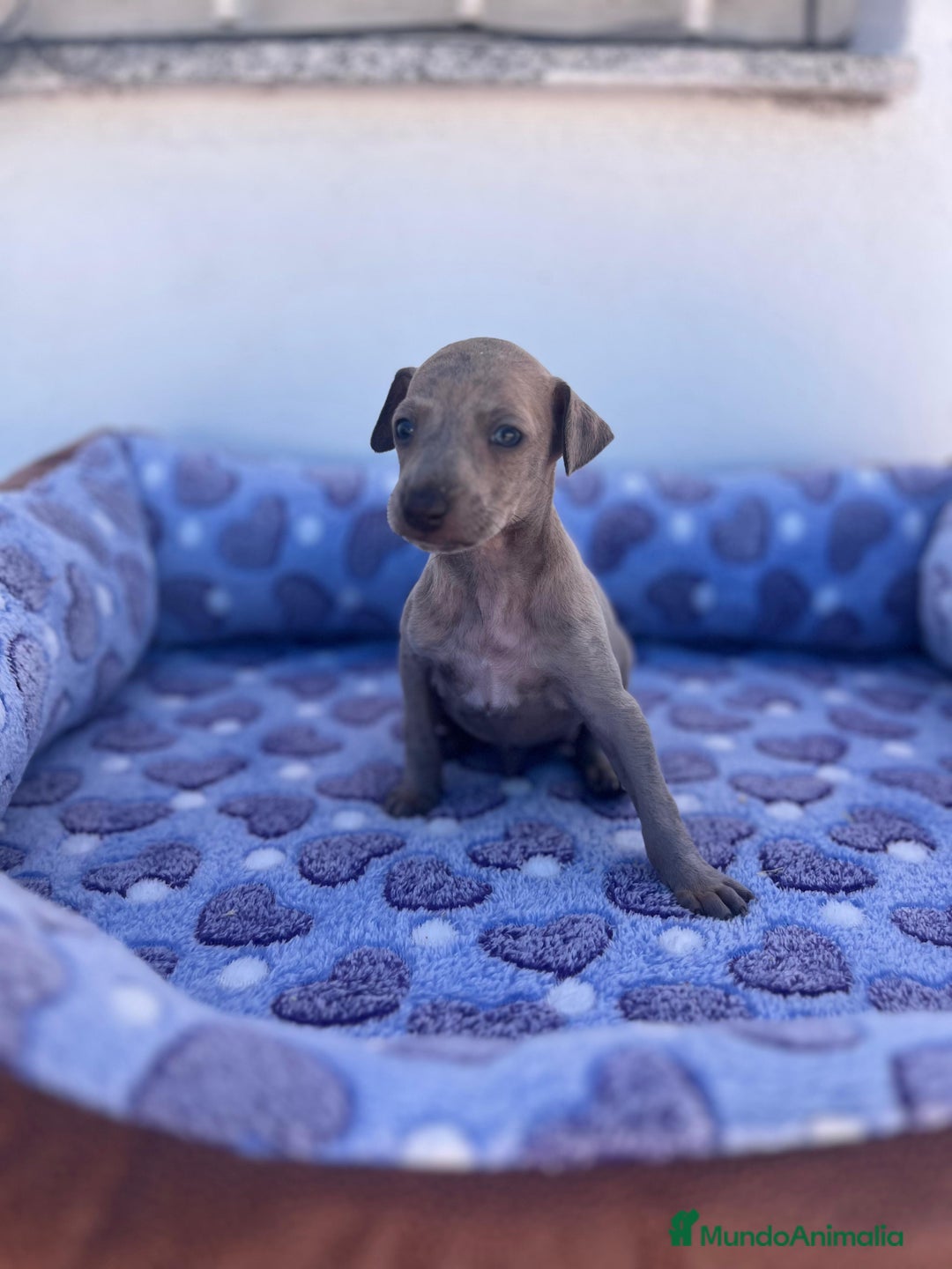 Whippet perros en venta: Whippet blue  - Imagen 35