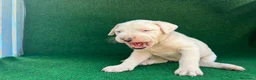 Dogo Argentino perros en venta: Dogo argentino  - Anuncio 2