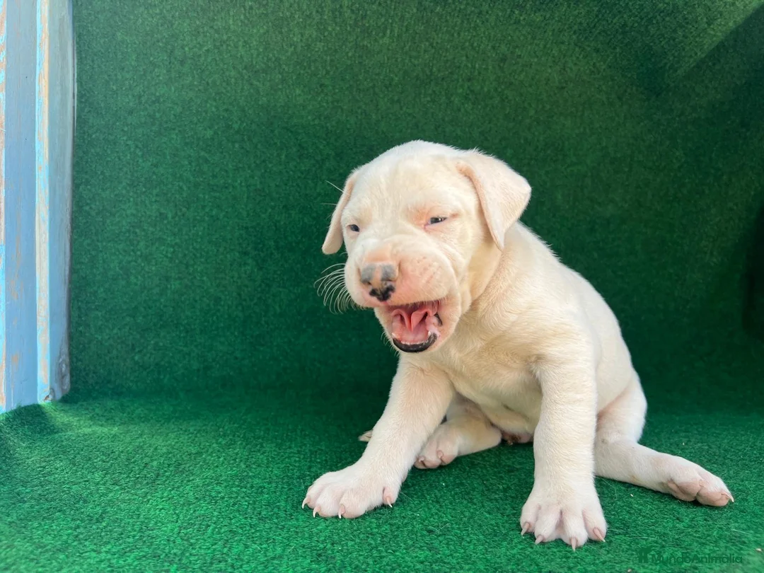 Dogo Argentino perros en venta: Dogo argentino  - Anuncio 2
