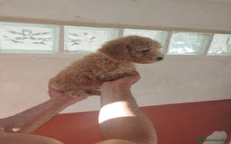Caniche Toy perros en venta: Camada de Caniche toy - Imagen 4