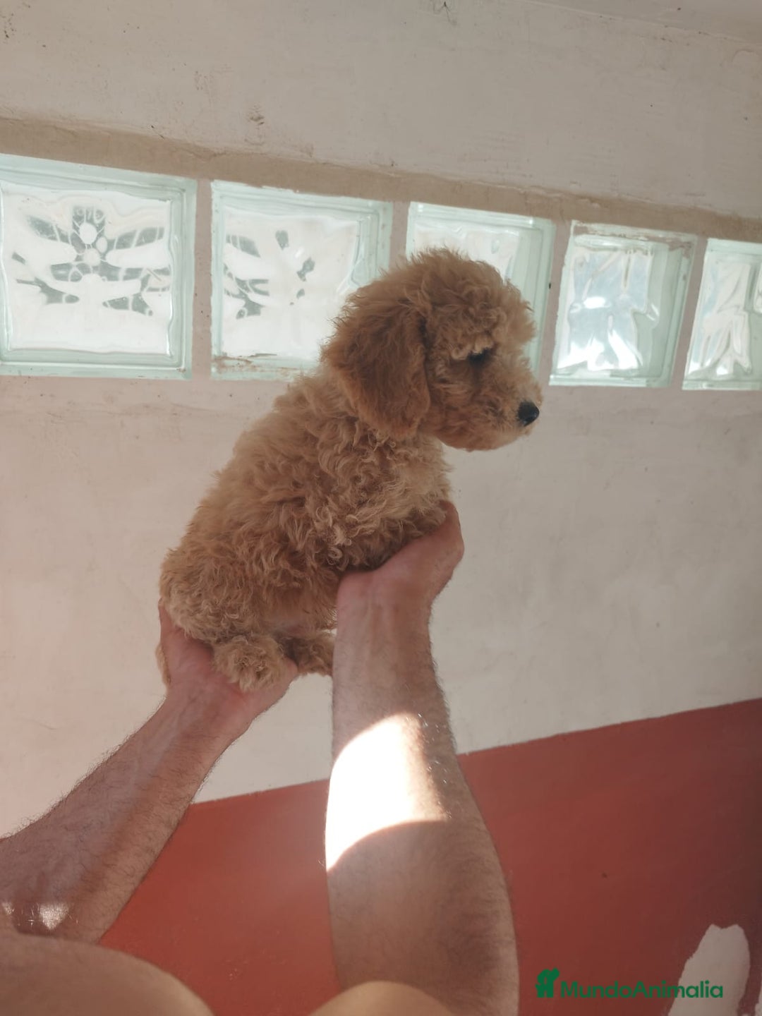 Caniche Toy perros en venta: Camada de Caniche toy - Imagen 4