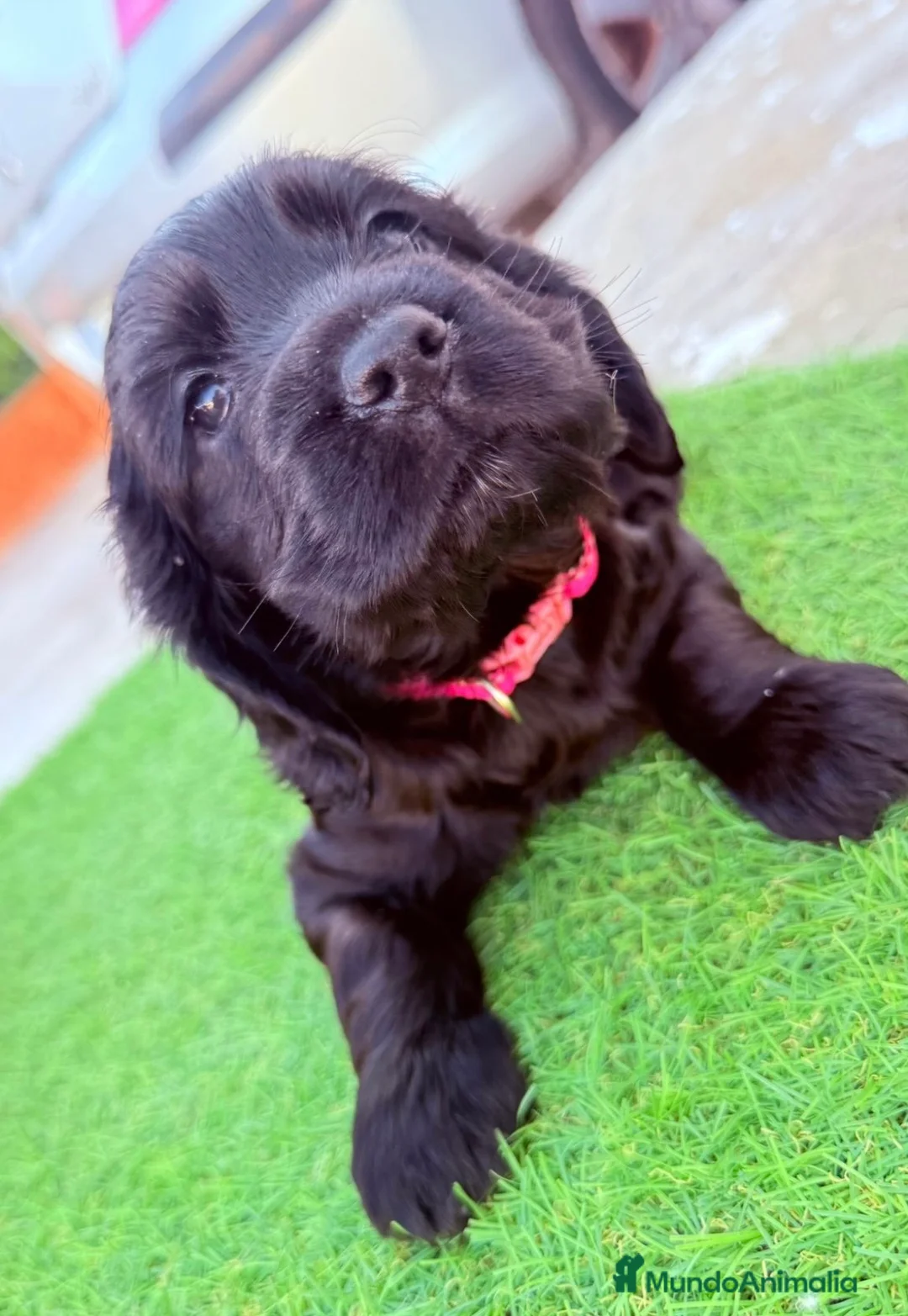 Cocker Spaniel Americano perros en venta: Última hembra disponible!🐶🐾 en Cádiz - Anuncio 2