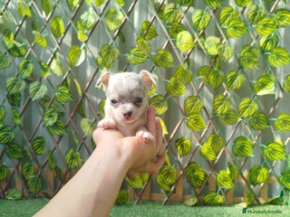 Chihuahua perros Chihuahua toy - Anuncio 3