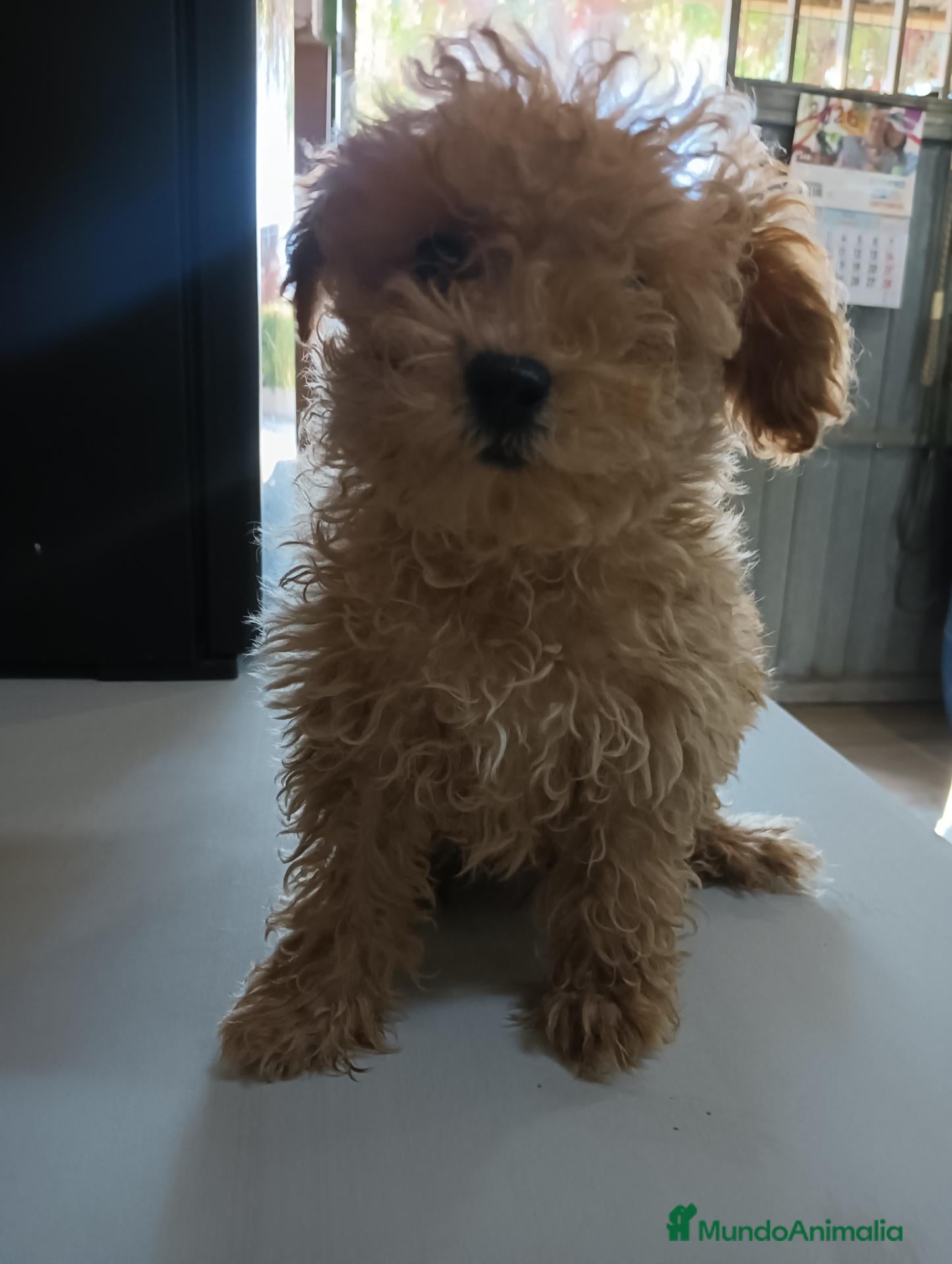 Caniche Toy perros Caniche toy - Anuncio 2