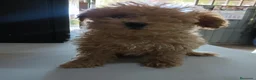 Caniche Toy perros en venta: Caniche toy - Anuncio 2