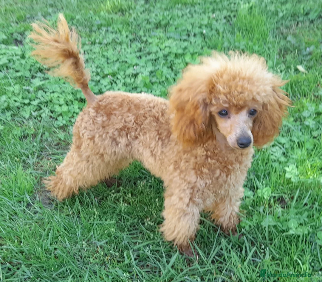 Imagen de galería {{count}}