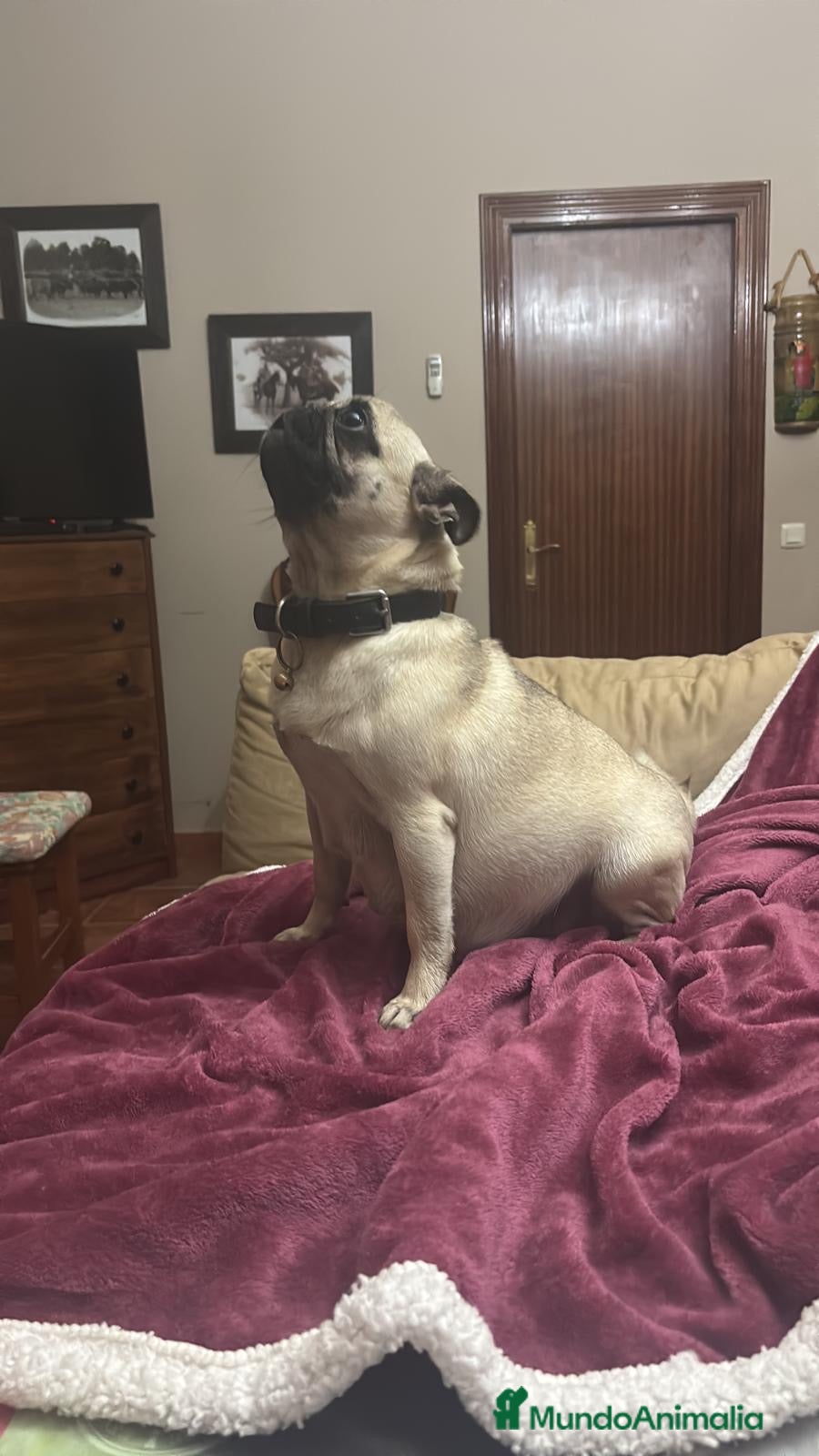 Carlino - Pug perros Cachorros de carlino  - Anuncio 2