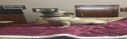 Carlino - Pug perros en venta: Cachorros de carlino  - Anuncio 1