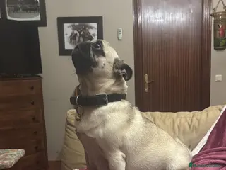 Carlino - Pug perros Cachorros de carlino - Anuncio 1