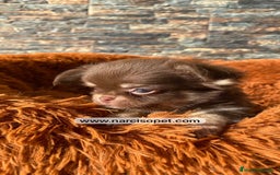 Chihuahua perros en venta: CHIHUAHUA PELO LARGO - Imagen 5