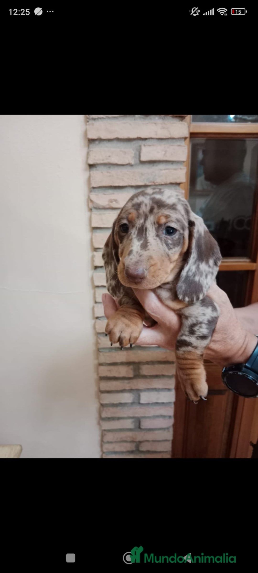 Teckel Miniatura perros en venta: Teckel mini - Anuncio 4