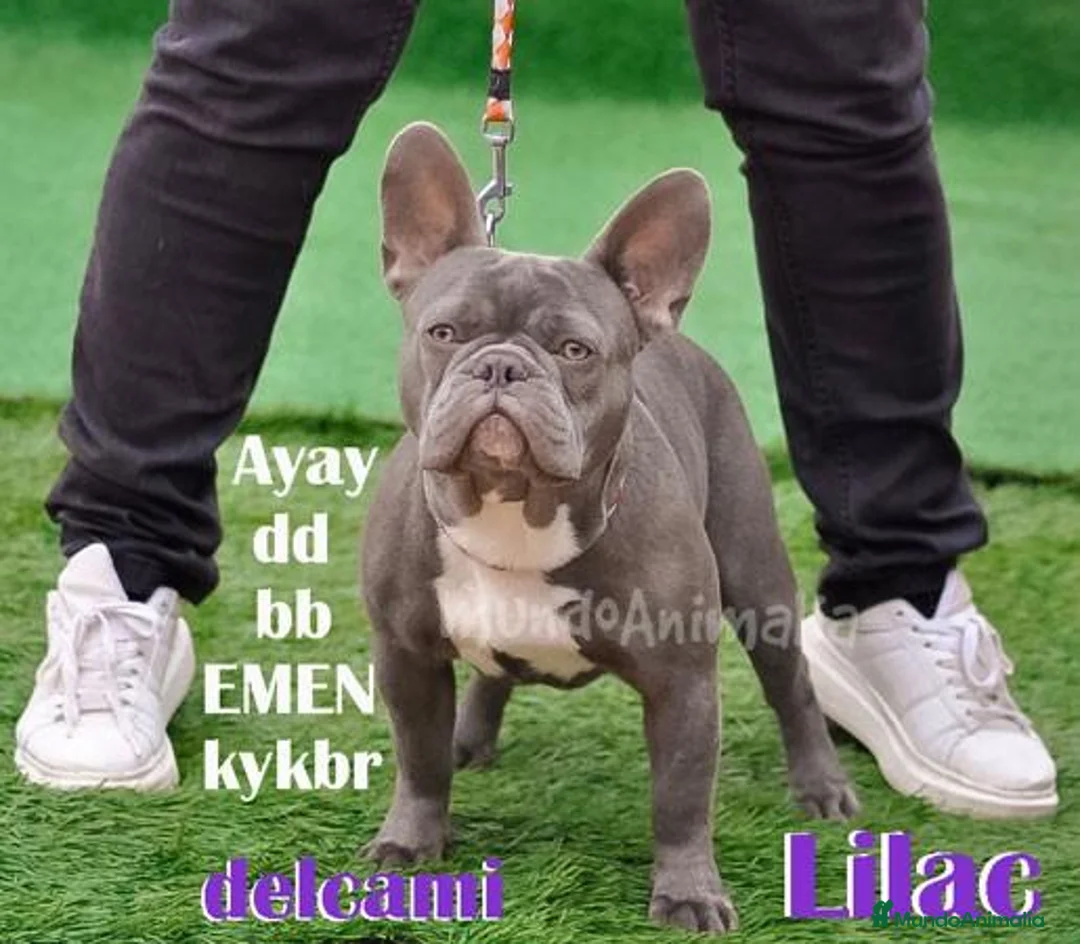 Imagen de galería {{count}}