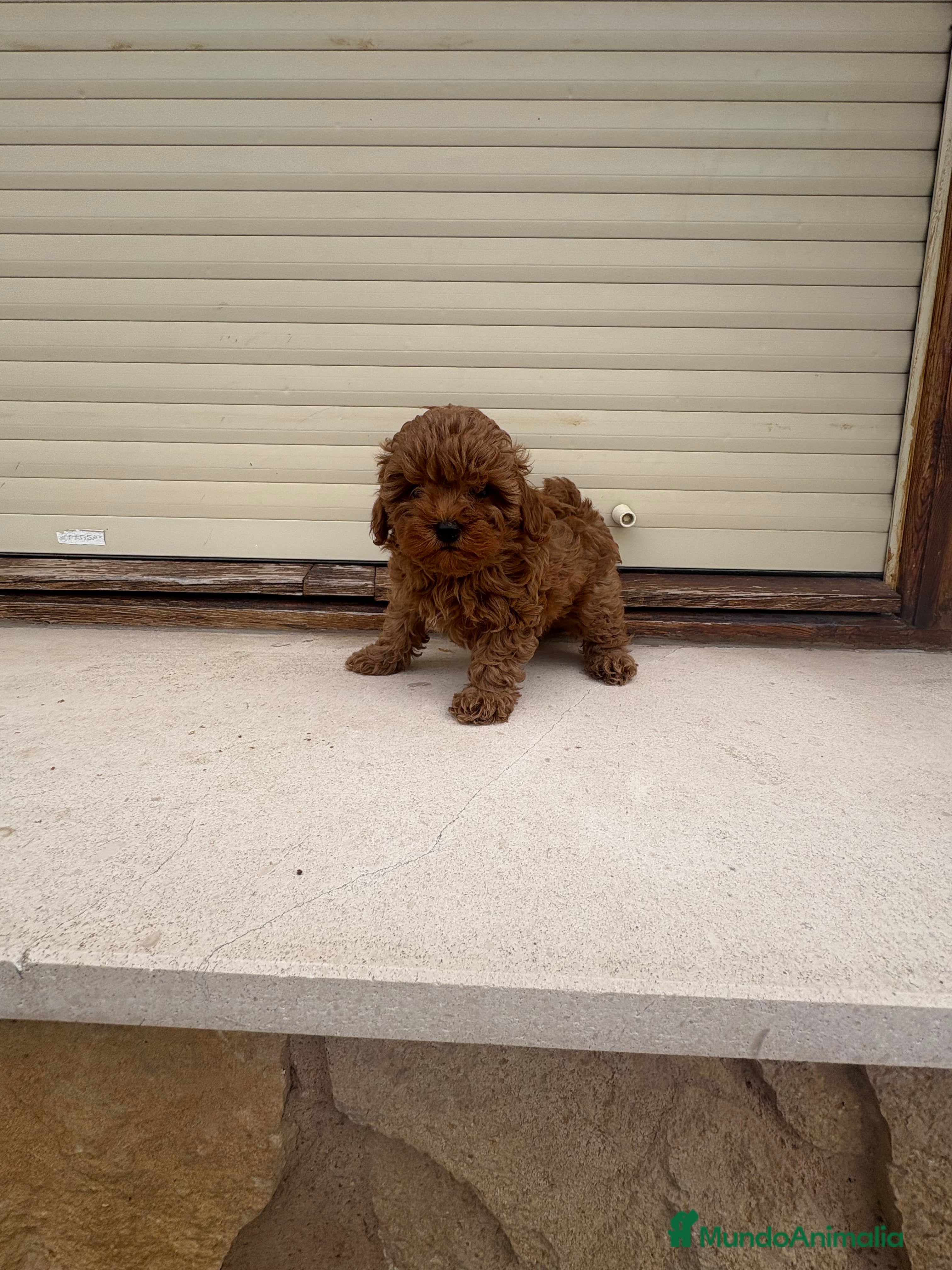 Caniche Toy perros Caniche Toy  roja - Anuncio 35