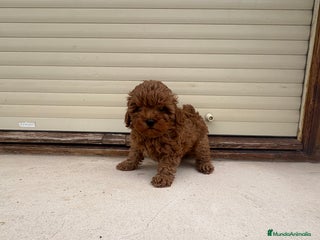 Caniche Toy perros Caniche Toy roja - Anuncio 35