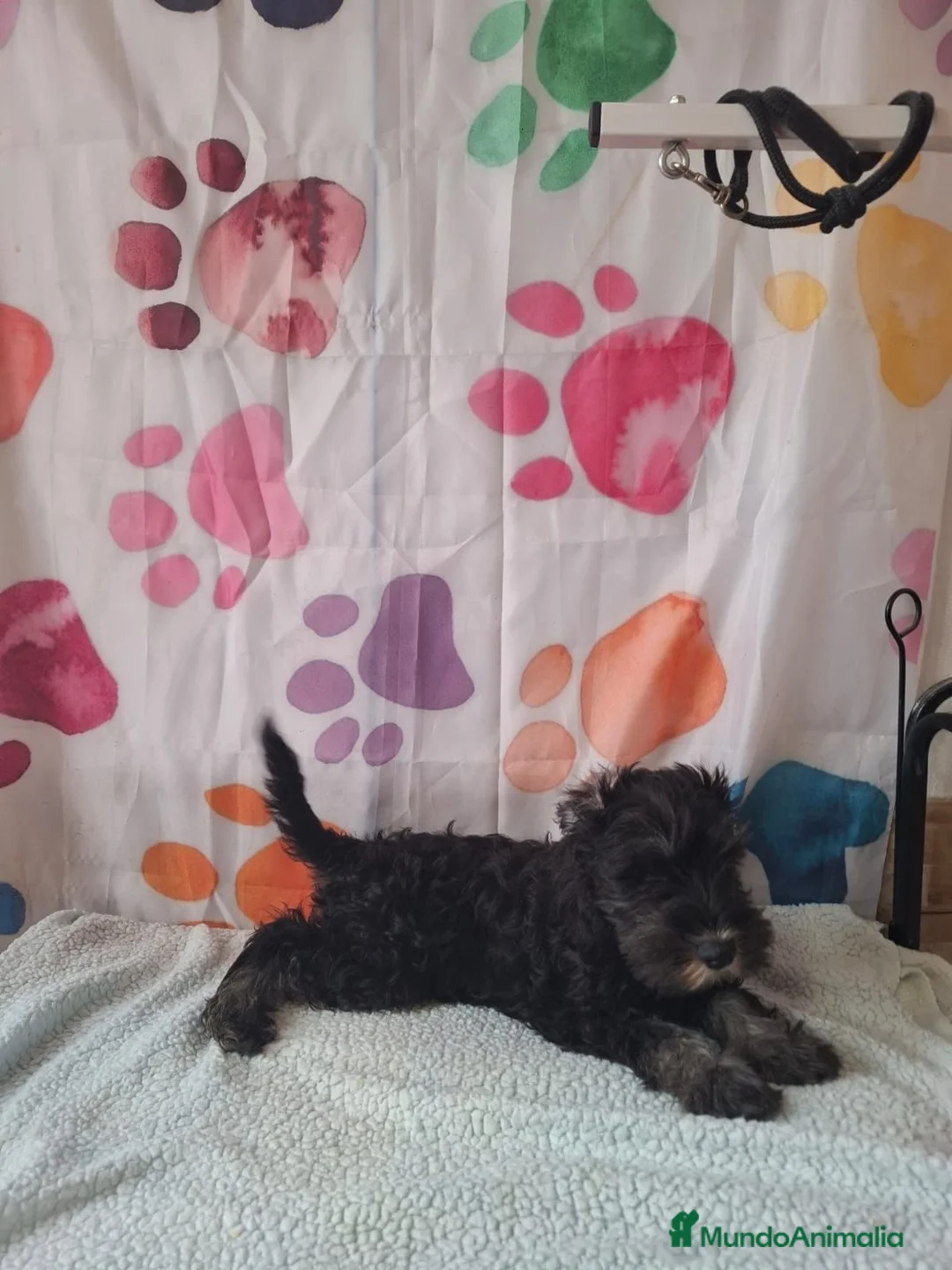Schnauzer Miniatura perros en venta: Schnauzer mini - Anuncio 3