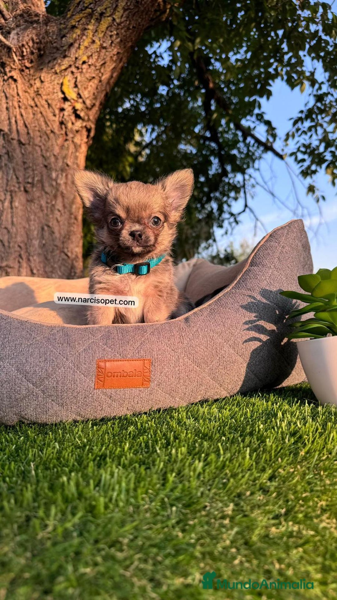 Chihuahua perros en venta: CHIHUAHUA PELO LARGO CAMADA - Imagen 5