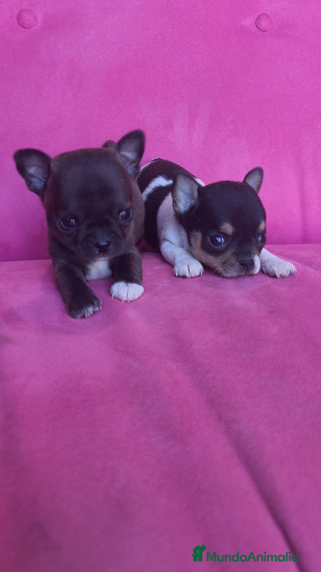 Chihuahua perros Chihuahua Toy macho y hembra  - Anuncio 2