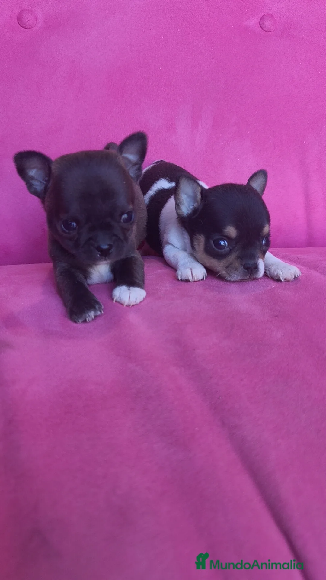 Chihuahua perros en venta: Chihuahua Toy macho y hembra  - Anuncio 2