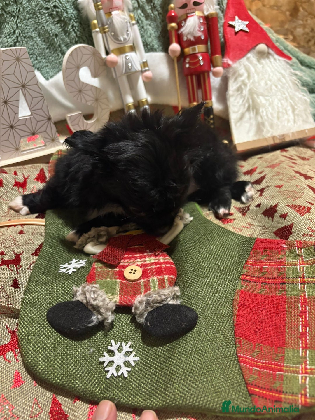 Chihuahua perros en venta: Chihuahua toy pelo largo rusa - Anuncio 4