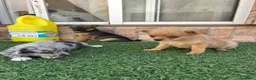 Pomchi perros en venta: Cruzaditos de chihuahua y pomerania  - Anuncio 8