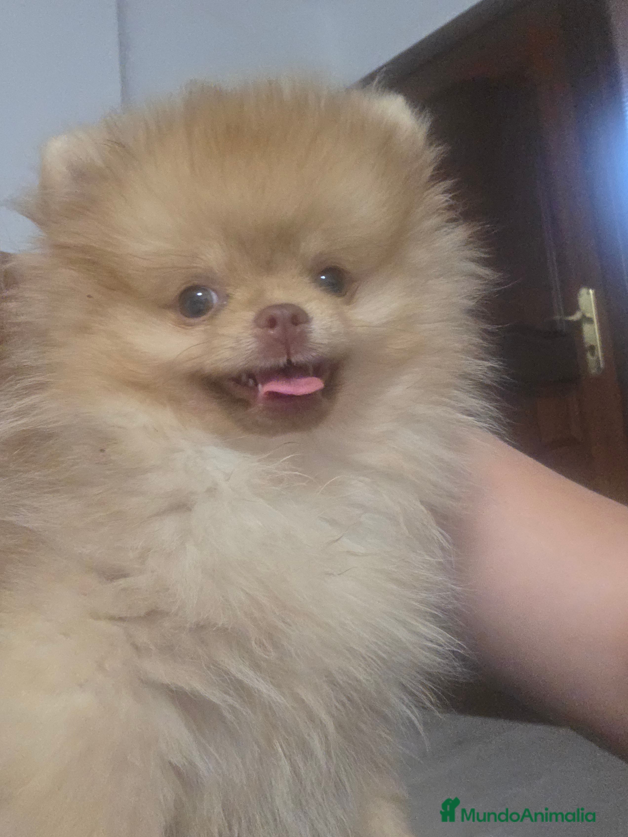 Pomerania perros Pomerania - Anuncio 25