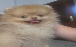 Pomerania perros en venta: Pomerania - Imagen 1