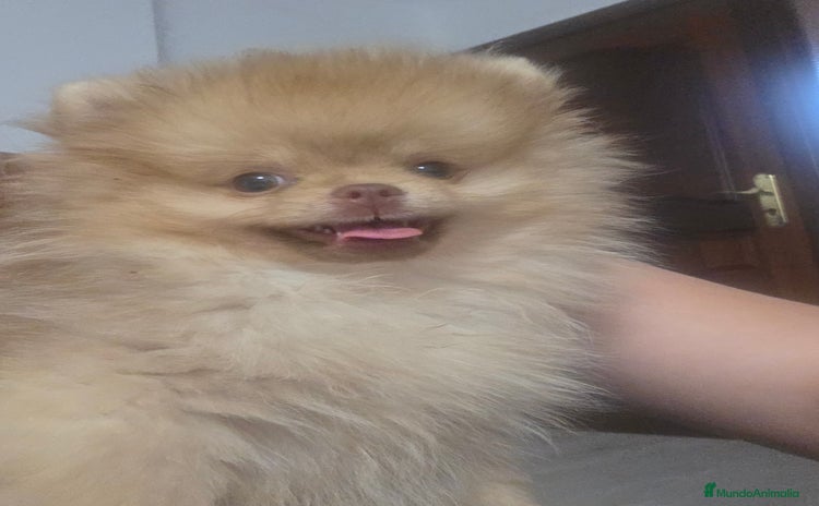 Pomerania perros - Anuncio 2