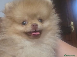 Pomerania perros - Anuncio 1