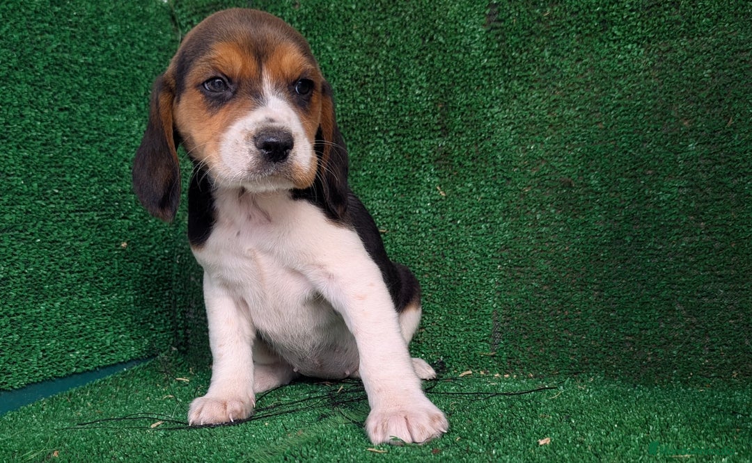 Beagle perros en venta: Beagle - Anuncio 11