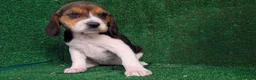 Beagle perros en venta: Beagle - Anuncio 11