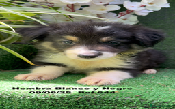 Border Collie perros en venta: BORDER COLLIE DE VILLA BIZNAGA - Imagen 22