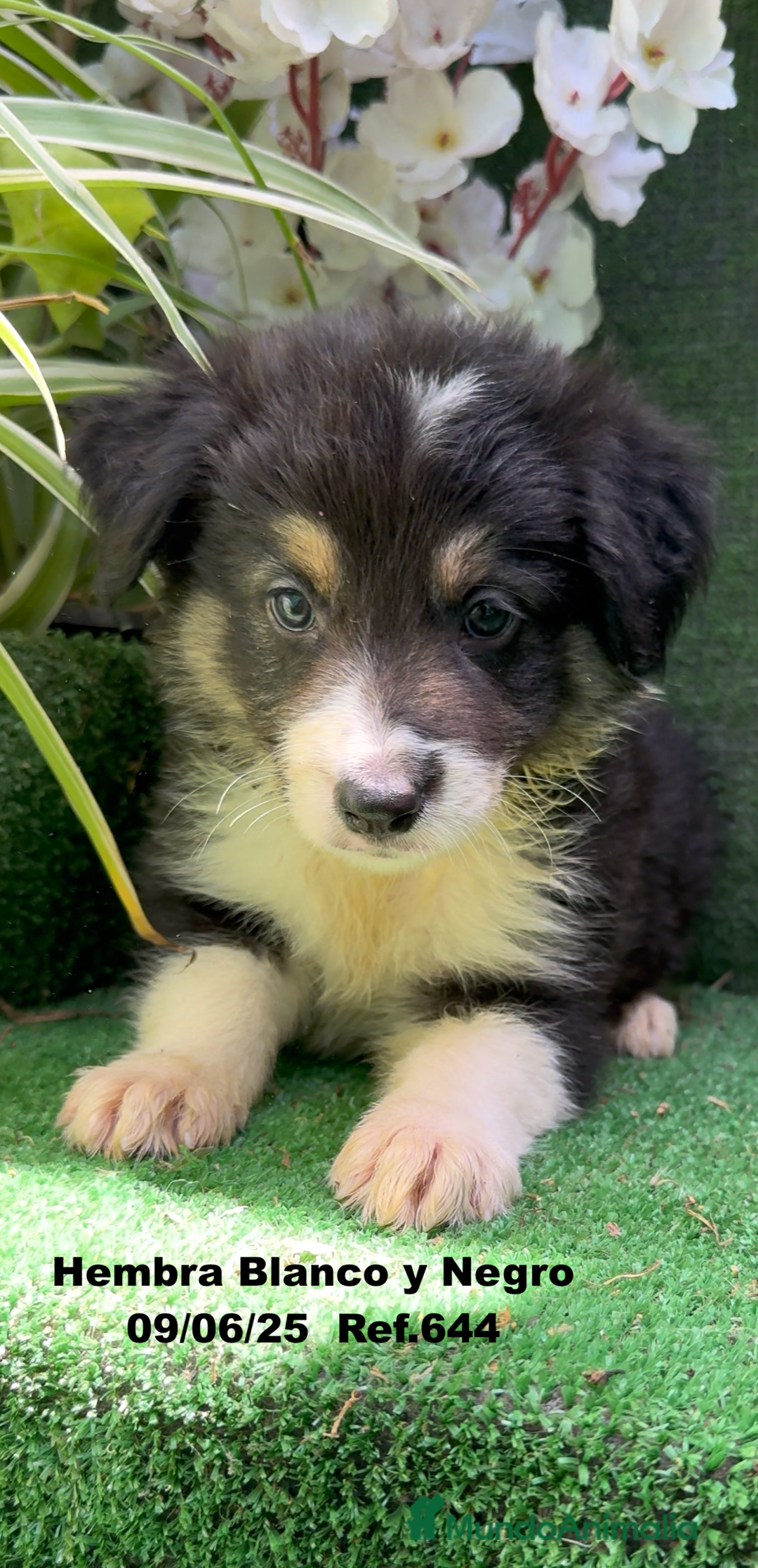 Border Collie perros en venta: BORDER COLLIE DE VILLA BIZNAGA - Imagen 22