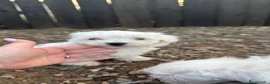 Bichón Maltés 3