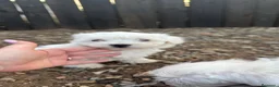 Bichón Maltés perros en venta: Camada bichon maltés  en Tarragona - Anuncio 3
