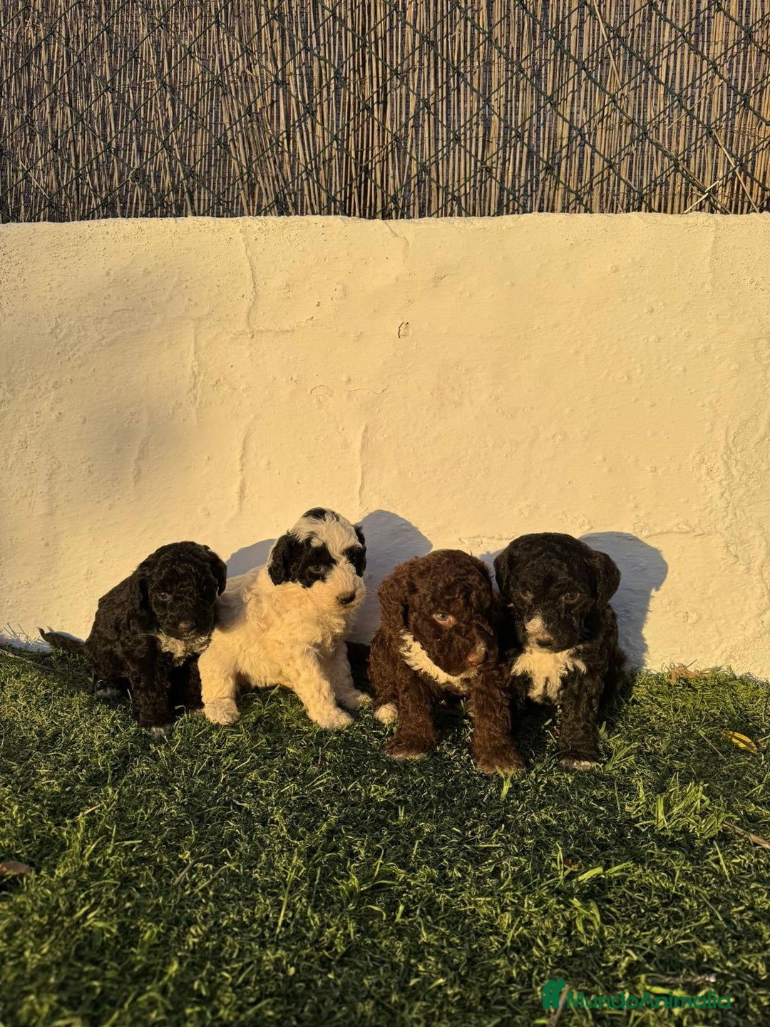 Perro de Agua Español perros en venta: Perro de agua!!? - Anuncio 1