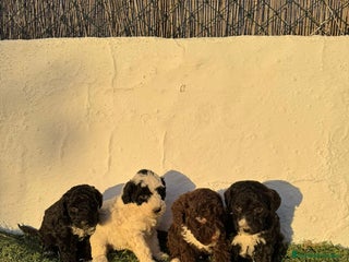 Perro de Agua Español perros Perro de agua!!? - Anuncio 1