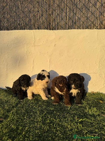 Perro de Agua Español perros Perro de agua!!? - Anuncio 1
