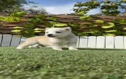 Husky Siberiano perros en venta: HUSKY - Imagen 4
